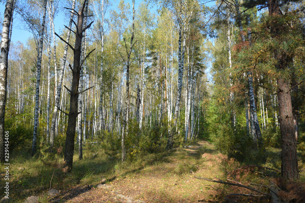 Birch trees with pine trees autumn forest Birch trees with pine trees autumn forest