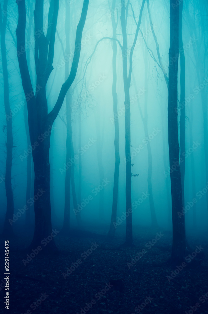 Fototapeta premium tajemniczy ciemny las fantasy