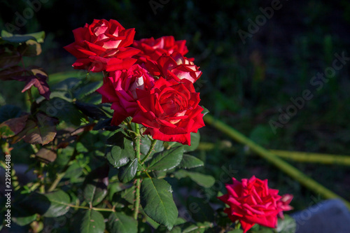 Beautiful red rose bush growing in the garden.