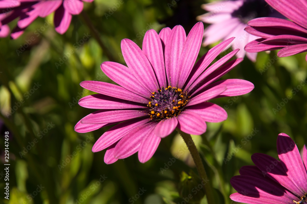 Sydney Australia, bright pink african daisy flower Sydney Australia, bright pink african daisy flower