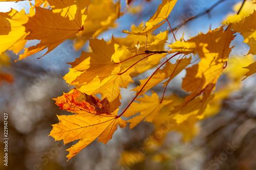 Glowing yellow autumn leaves on blue sky background