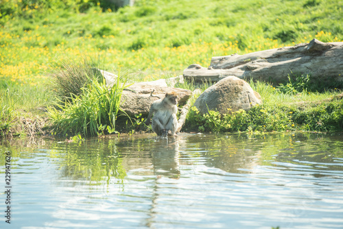 monkey on the pond