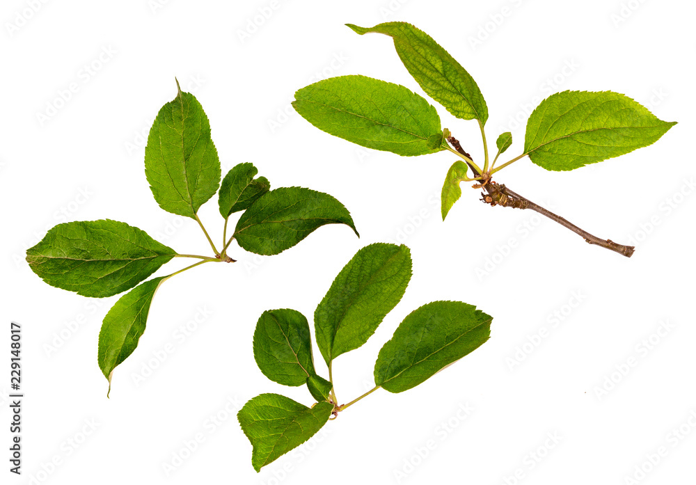 Leaves and branches of Apple trees Leaves and branches of Apple trees