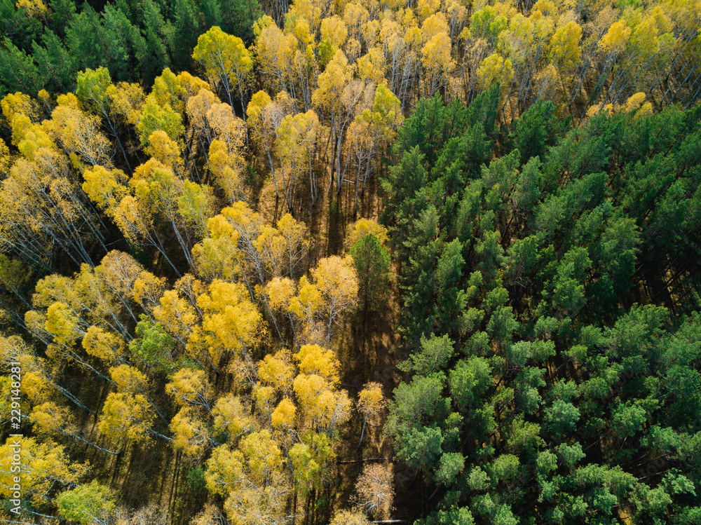 Aerial drone view of autumn forest in sunny day Aerial drone view of autumn forest in sunny day