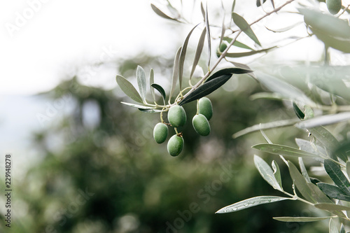 Olives hanging from the tree in an orchard in Southern Italy. photo