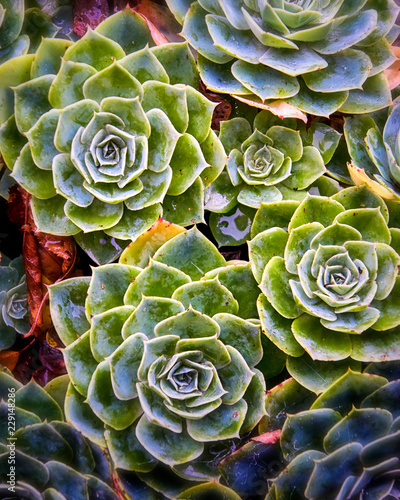 Macro shot of houseleeks group (Sempervivum)