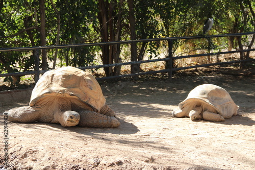 Large turtles in the sunshine