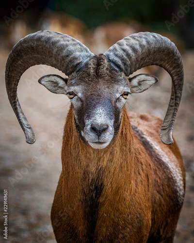 Portrait of a male mouflon photo