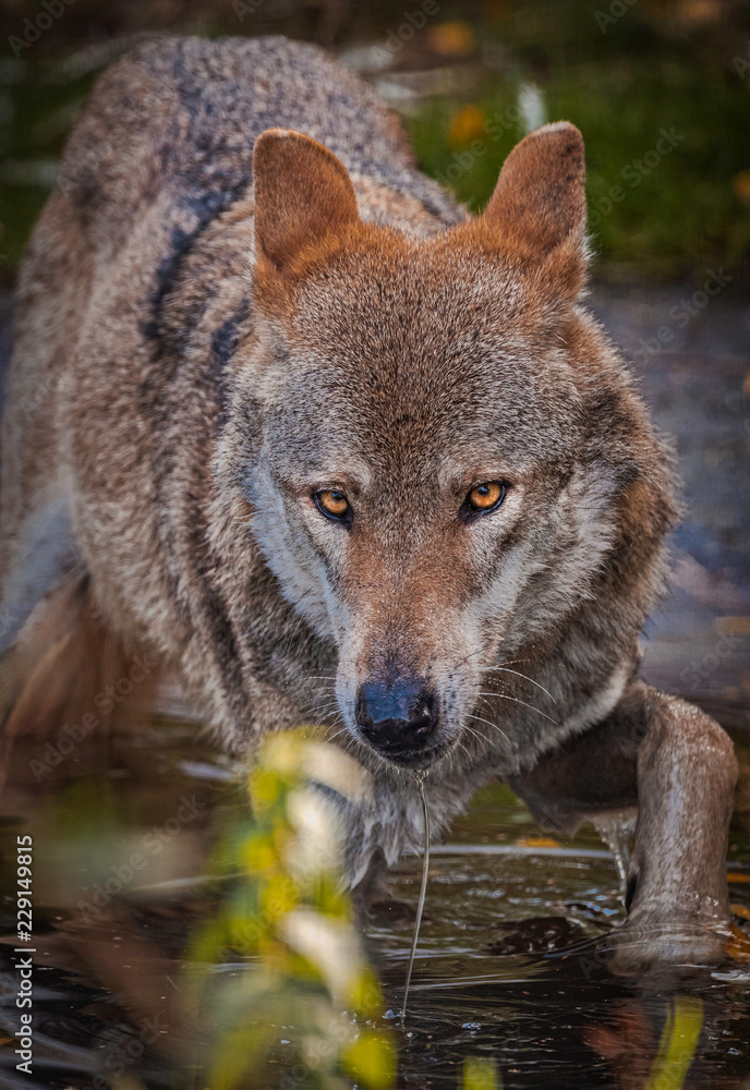Fototapeta premium Grey Wolf, Germany