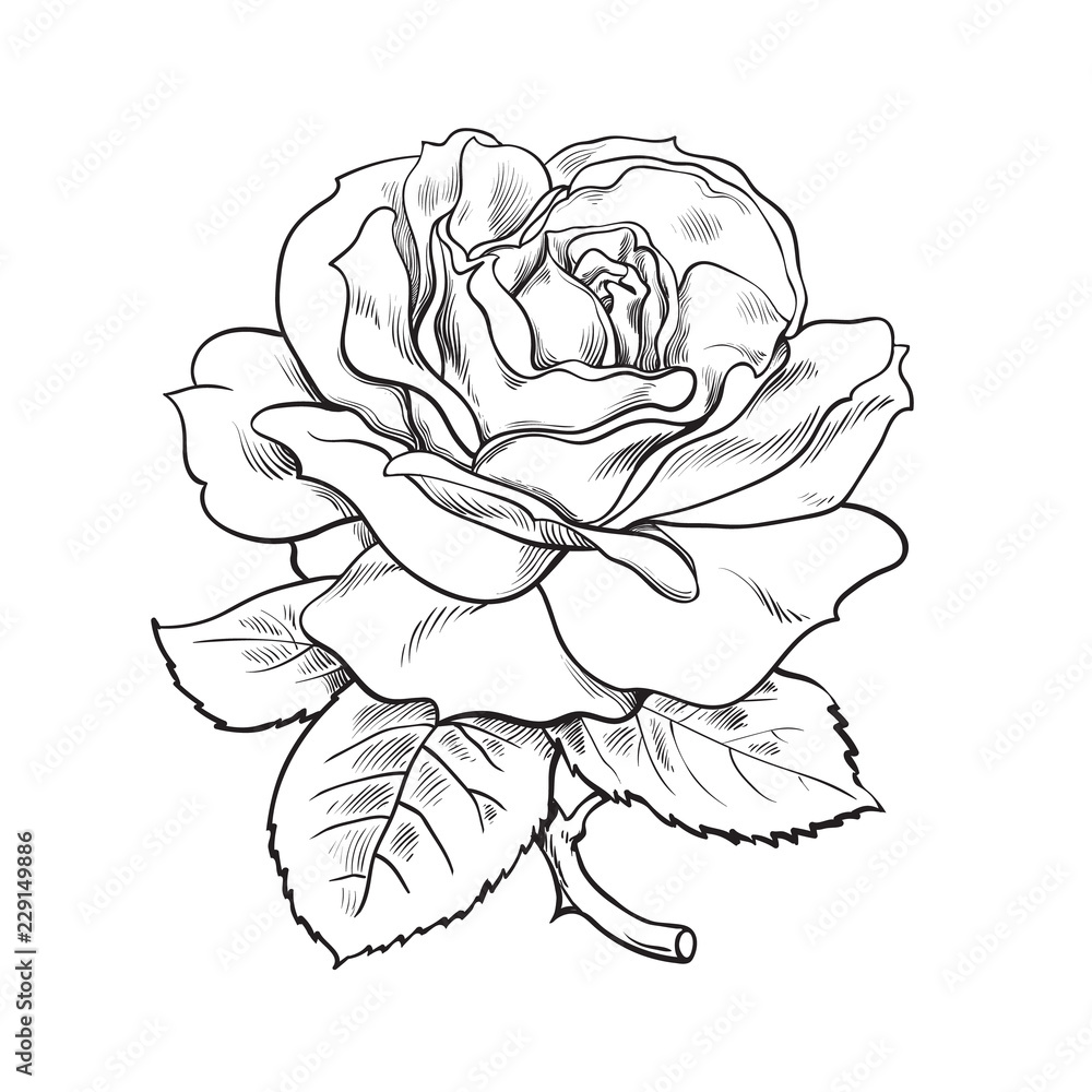 Black and white rose flower with leaves and stem. Vector illustration of  open rose bud. Hand drawn sketch. Stock Vector | Adobe Stock