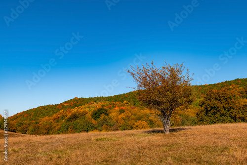 Autumn Colorful Landscape