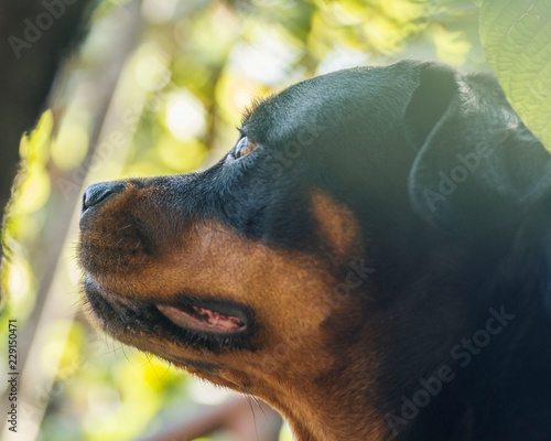 dog portrait adult rottweiler attentive serious look photo