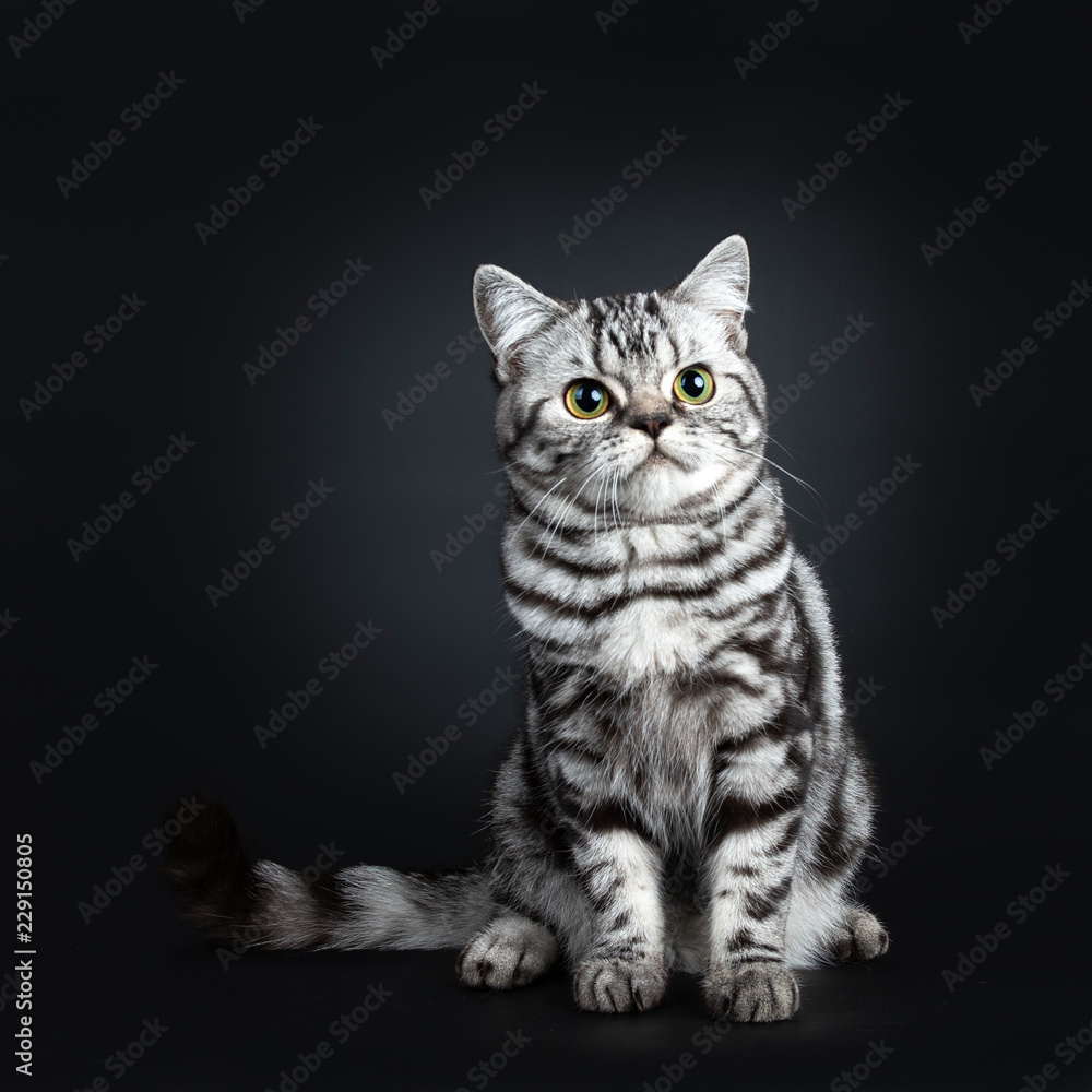 Excellent marked black silver tabby blotched British Shorthair young adult cat, sitting front view with tail beside body and looking beside camera, isolated on black background