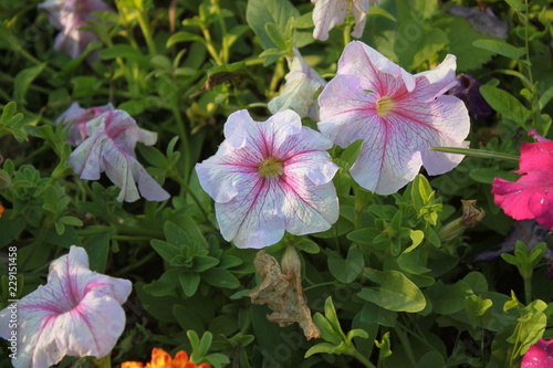 travel, plant, beautiful, flower, park