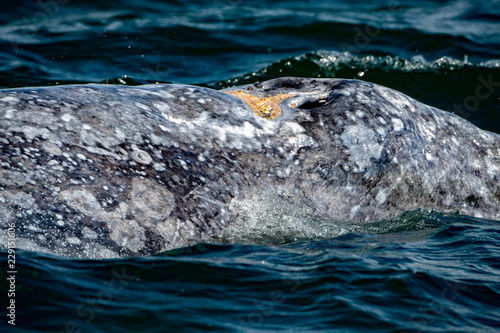 grey whale nose travelling pacific ocean