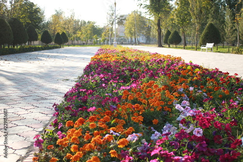 travel, plant, beautiful, flower, park
