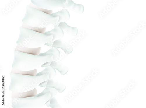 The human spine image is realistic. Shows the medical accuracy of human skeleton and 3D rendering.