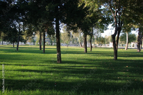 travel, plant, beautiful, flower, park