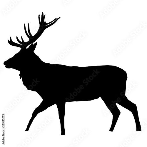 Black deer. animal 