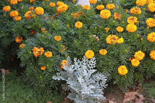 travel, plant, beautiful, flower, park