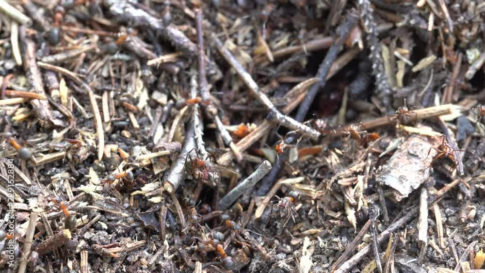 Big anthill in the woods. Big anthill with colony of ants in summer forest. Ants on the ant hill in the woods closeup, macro Big anthill in the woods. Big anthill with colony of ants in summer forest. Ants on the ant hill in the woods closeup, macro