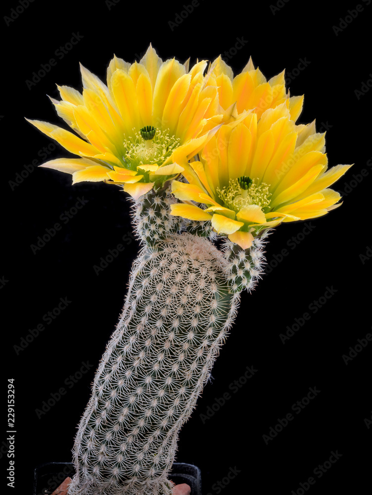 Cactus Echinocereus ctenoides  with flower isolated on Black. - obrazy, fototapety, plakaty 