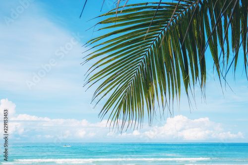 Coconut leaves on blue sky.