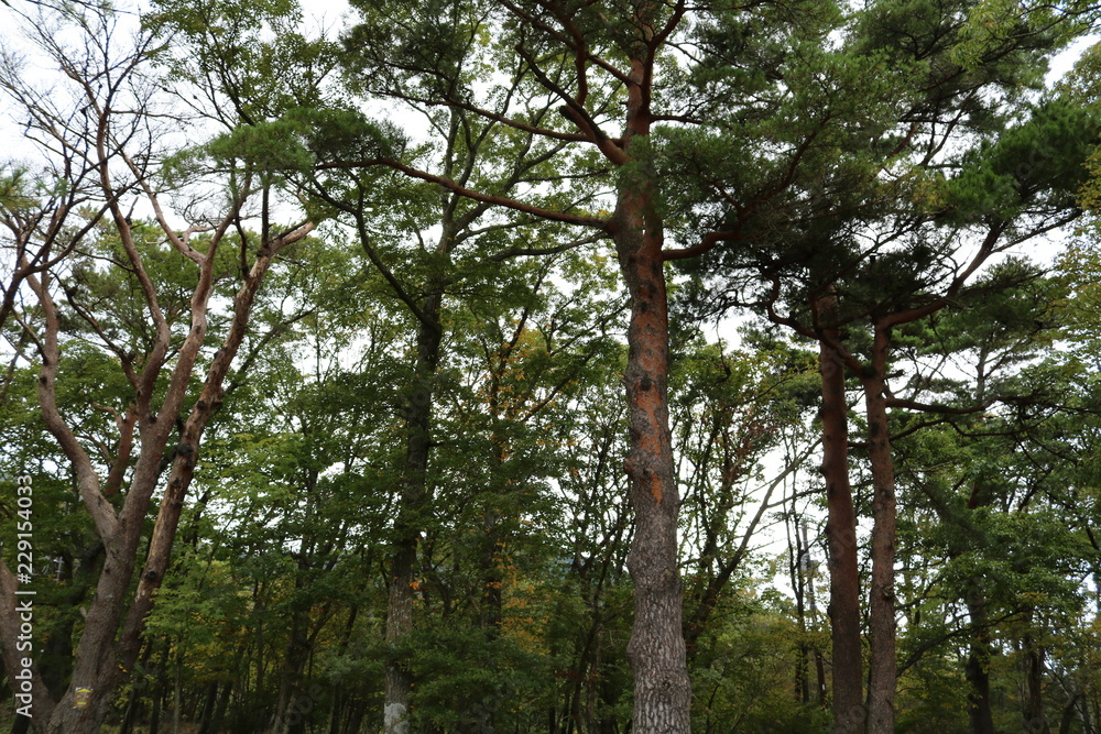 Fototapeta premium 森