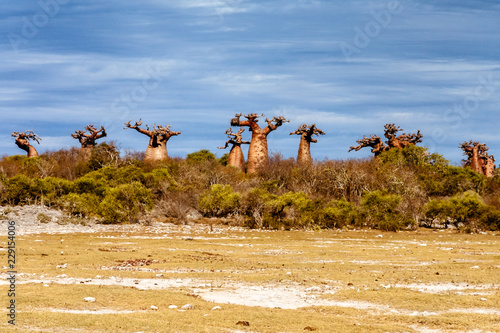 Baobab forest photo