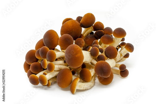 Fotografía funghi pioppini agrocybe aegerita