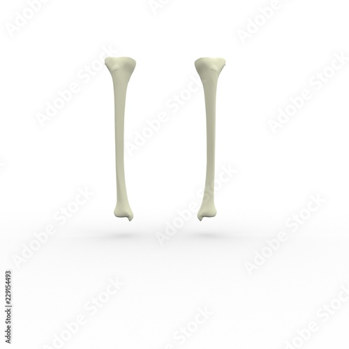 3d illustration of human body skeletal tibia