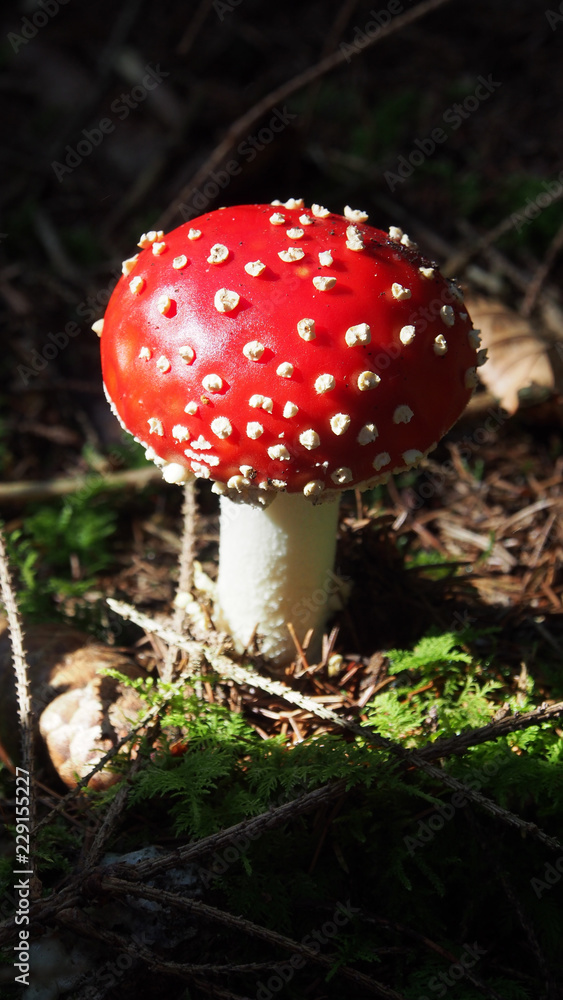 beautiful red fly agaric in the forest