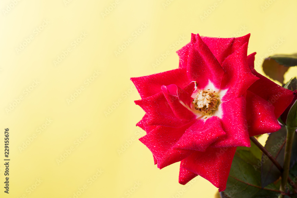 Buds and red rose flower on yellow background. Buds and red rose flower on yellow background.