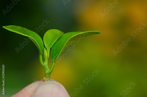 Wallpaper Mural Human keep fresh green leaves in the garden. Torontodigital.ca