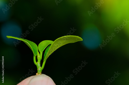 Wallpaper Mural Human keep fresh green leaves in the garden. Torontodigital.ca