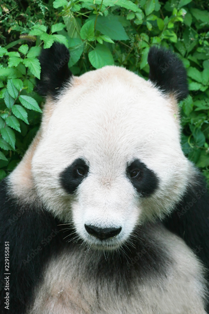 Fototapeta premium chinese panda in Beijing zoo two