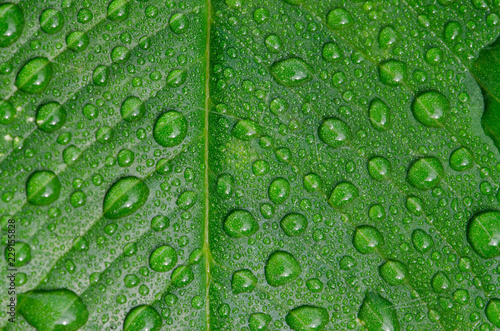 water drops on a green leaf in morning time,select focus.
