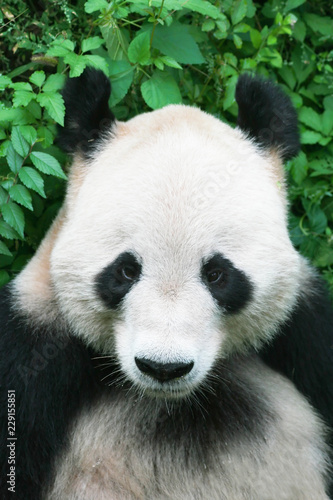 chinese panda in Beijing zoo two
