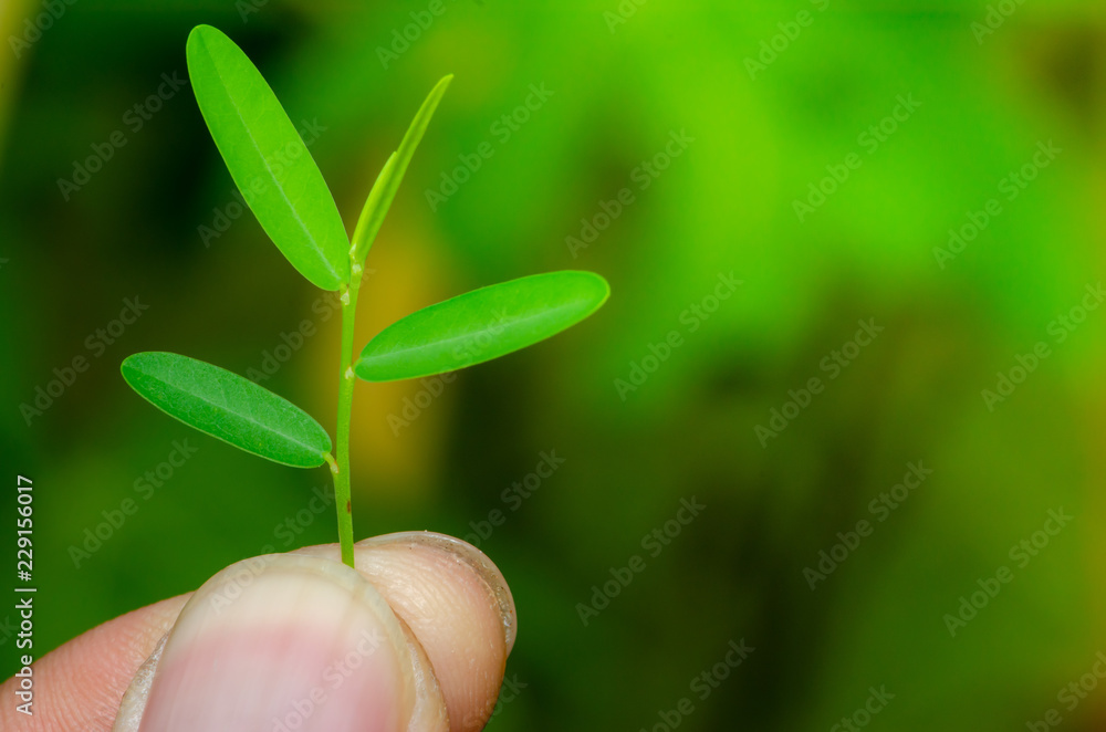 Human keep fresh green leaves in the garden. Human keep fresh green leaves in the garden.