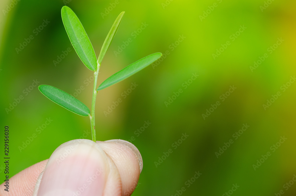 Human keep fresh green leaves in the garden. Human keep fresh green leaves in the garden.