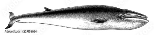 Fin Whale Engraving Vintage Illustration