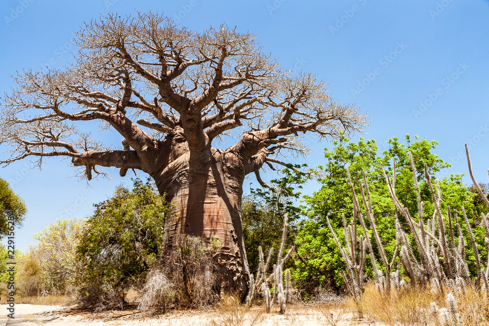 Baobab tree and savannah