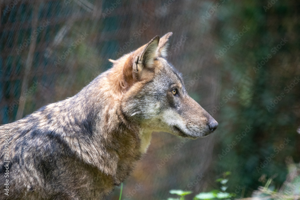 colse-up of Italian wolf (Canis lupus italicus), also known as the Apennine wolf colse-up of Italian wolf (Canis lupus italicus), also known as the Apennine wolf