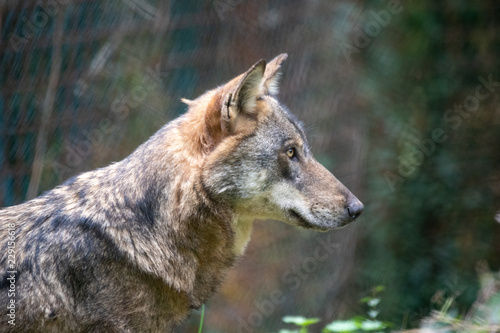 colse-up of Italian wolf (Canis lupus italicus), also known as the Apennine wolf photo