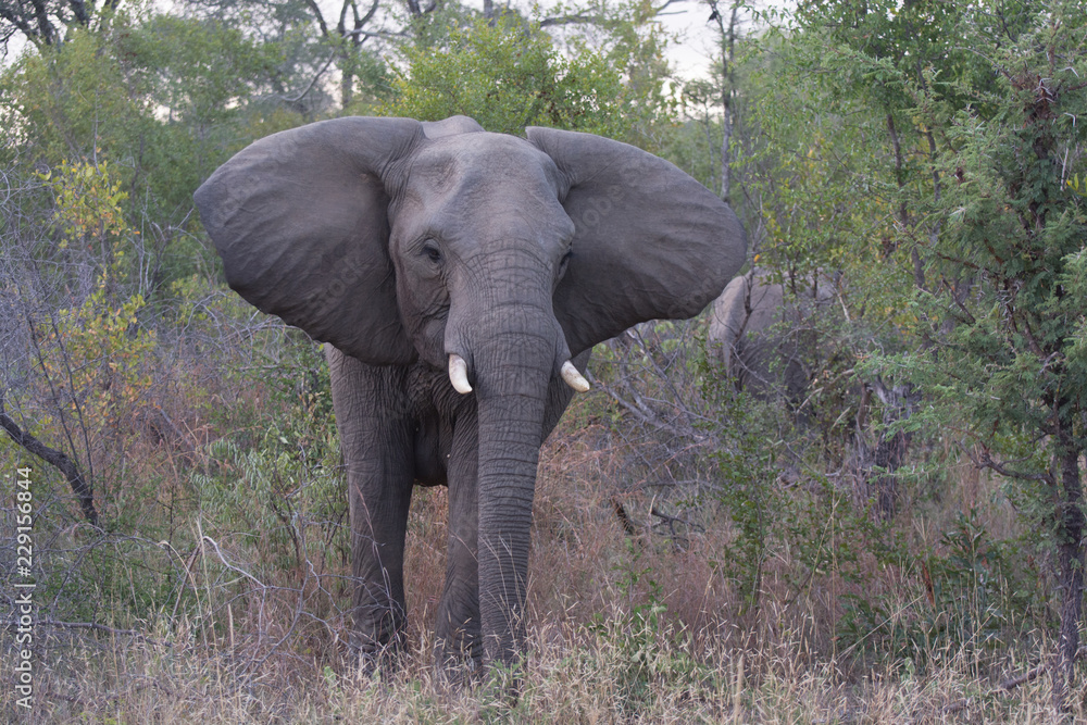 African elephant (Loxodonta africana) in the bush, Sabi Sands, Greater Kruger, South Africa