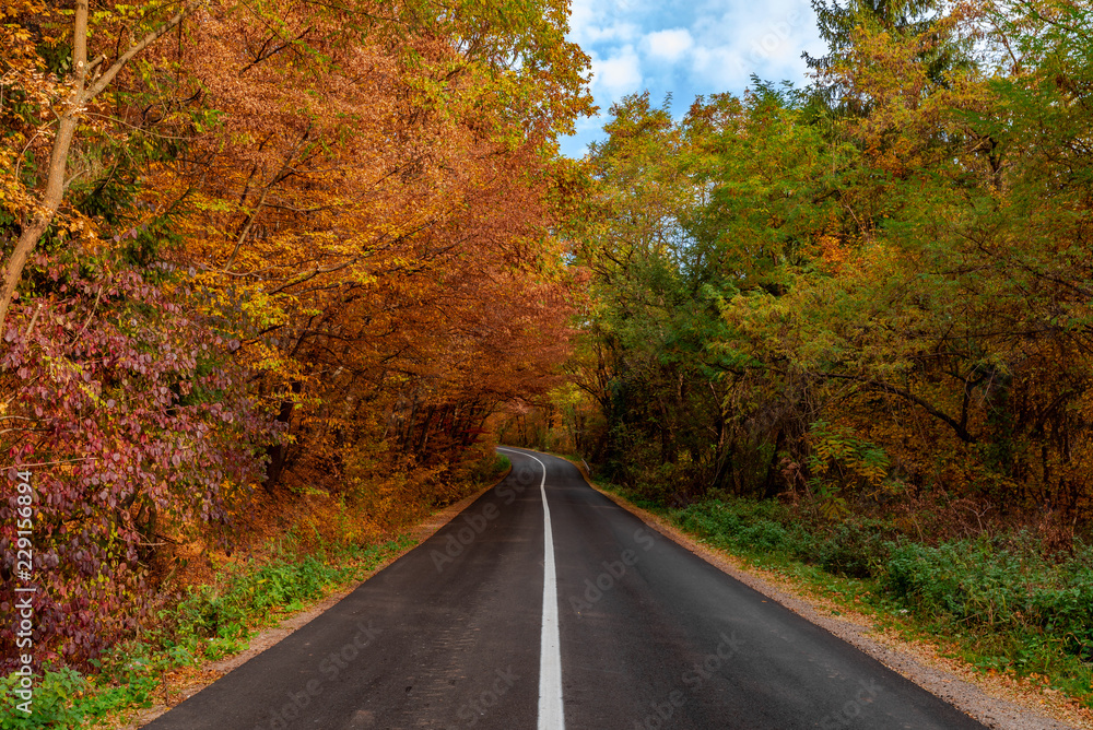 Autumn  Empty Road 