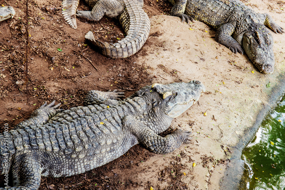 Fototapeta premium Crocodile on ground in farm.