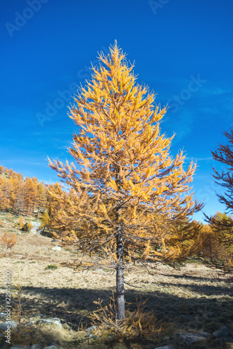 The larix tree in the Alps