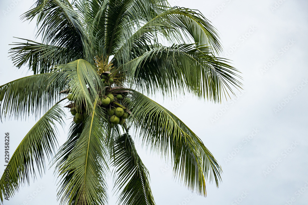 Coconut tree, white background