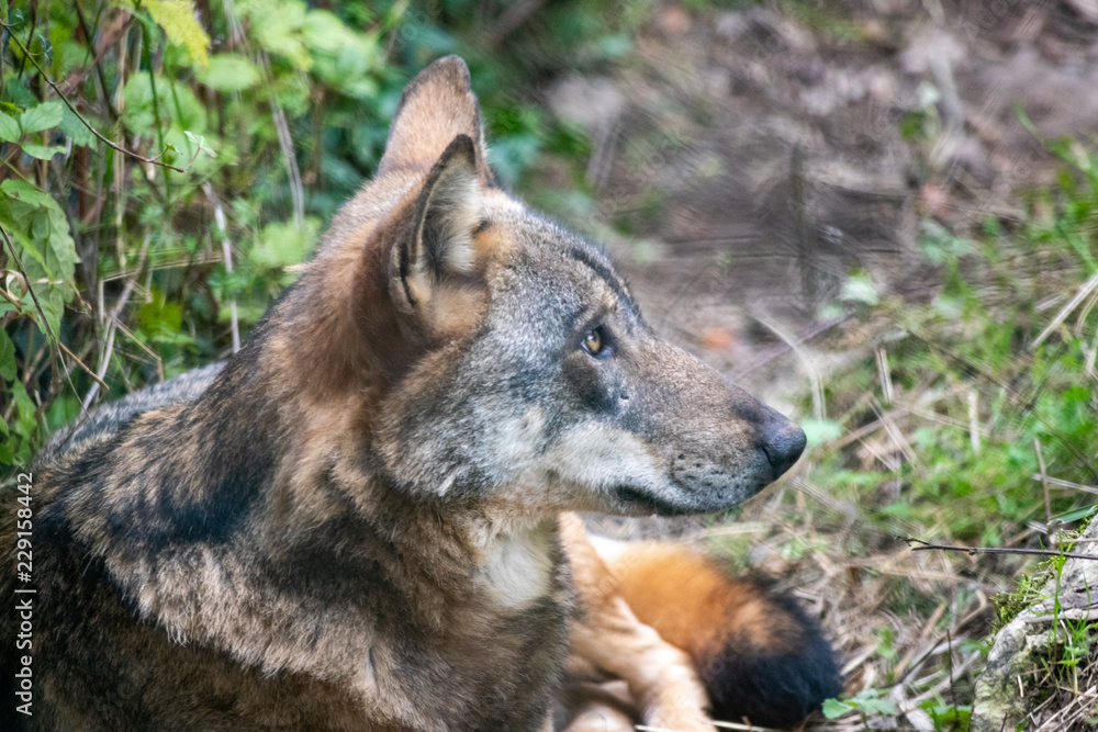 colse-up of Italian wolf (Canis lupus italicus), also known as the Apennine wolf